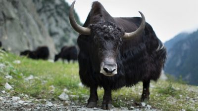 Artikelbild Exotische Nutztiere – Wem nützen Lama, Kamel und Yak?